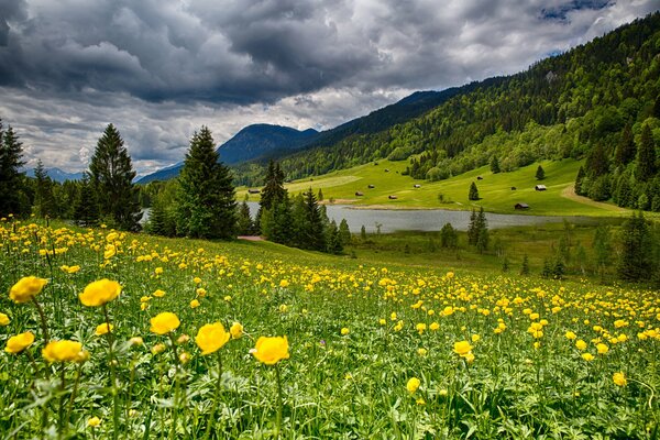 Flores amarillas en el fondo de las montañas