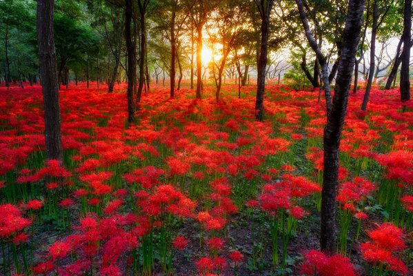 Puesta de sol en el fondo de un bosque en flor