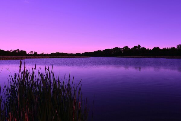 Aube lilas sur le lac dans la forêt