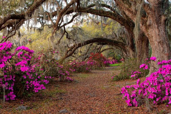 Nature walk in the forest with flowers