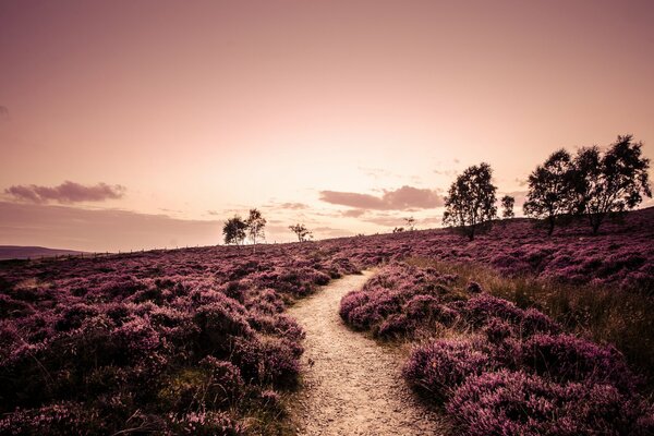 A path surrounded by purple plants leading to trees against a sunset background