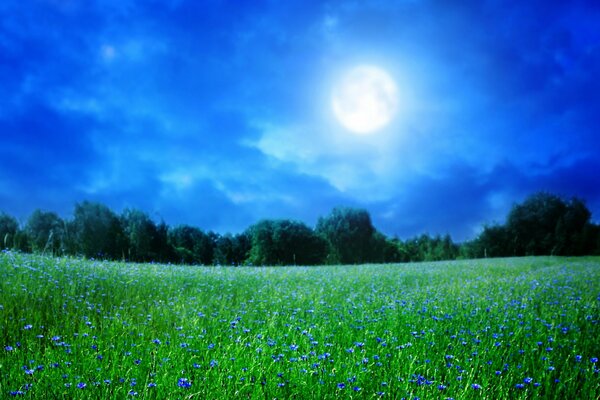 Moonlight covering the blue glade