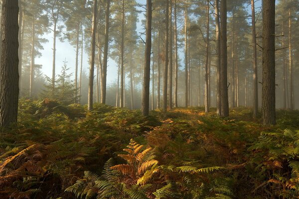 Forêt de pins dans le brouillard avec des fougères