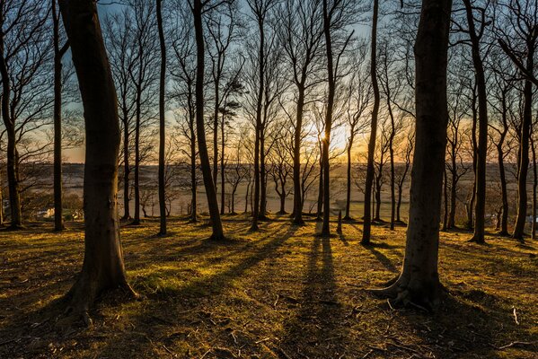 The last rays of the sun are making their way through the branches of trees