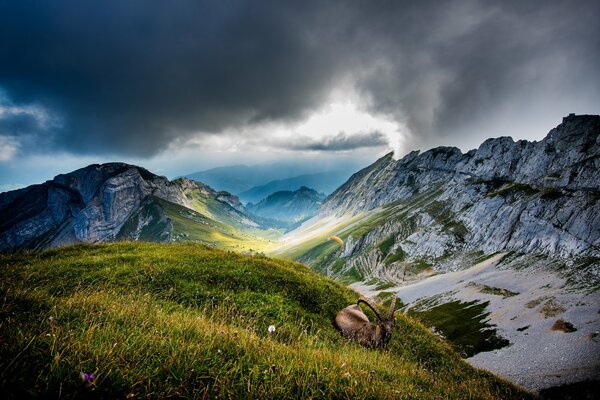 A goat is resting on a green slope