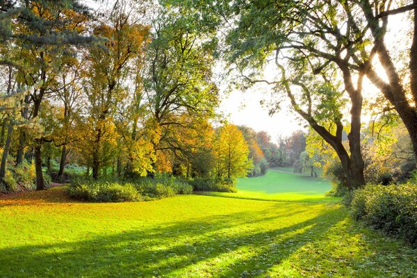 Green grass and autumn trees