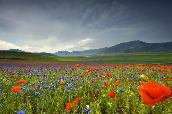 Ein riesiges Tulpenfeld und Berge in der Ferne