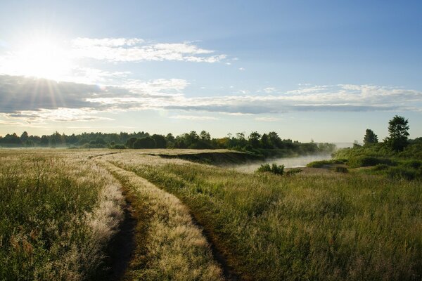 A path on a green summer meadow