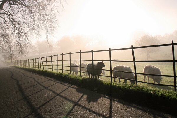 Niebla de la mañana con ovejas, paisaje