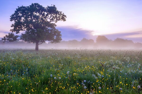 Baum kriechend Nebel Sommer Feld nkbo