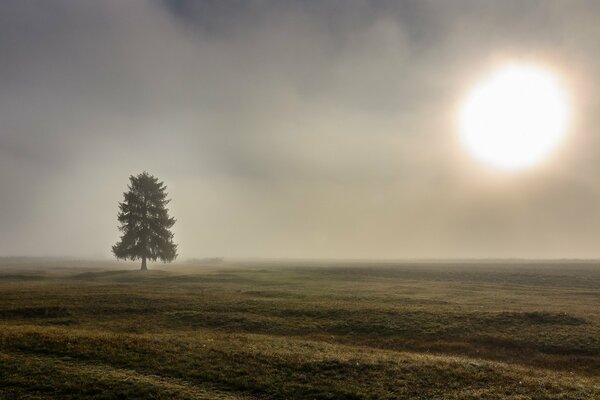 Ein einsamer Baum steht im Nebel