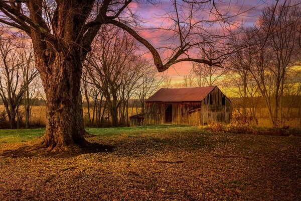 Tranquila casa abandonada en el bosque