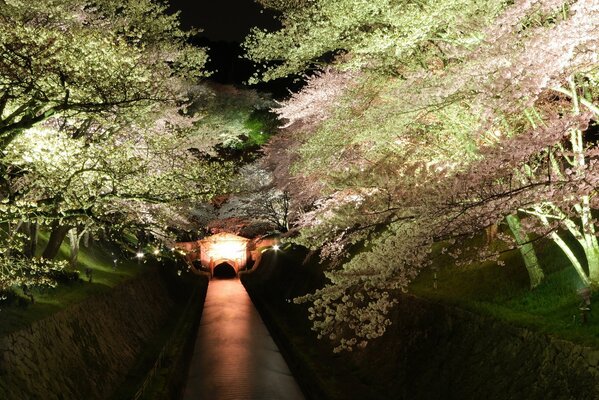 A walk along the night canal with cherry blossoms