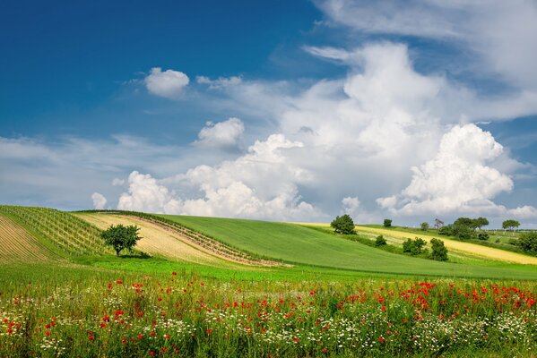 Sommerfeld mit Blumen und grünem Gras