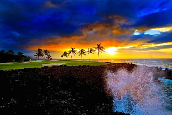 Palm trees by the sea