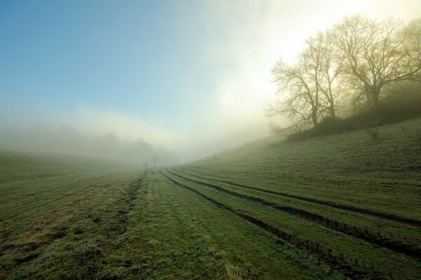 Nebliger Morgen auf dem Feld