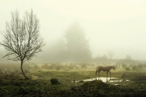 Il cavallo si trova vicino a una pozzanghera nella nebbia