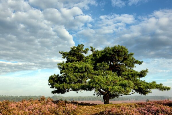 A green tree in a blooming field