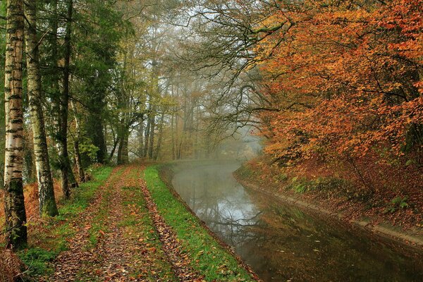 Fluss im Herbstpark mit Birken