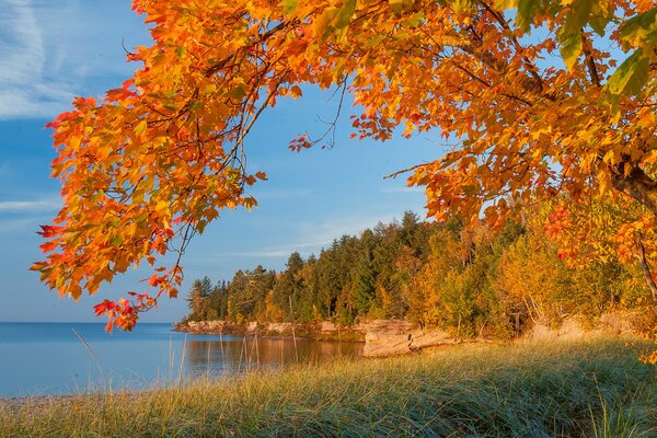 Automne Red Tree surplombe le lac. Au loin, on voit la forêt