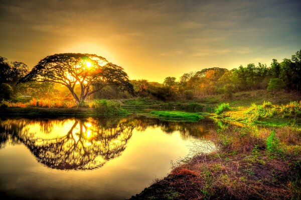 Paysage fantastique: l arbre et le soleil se reflètent dans l étang