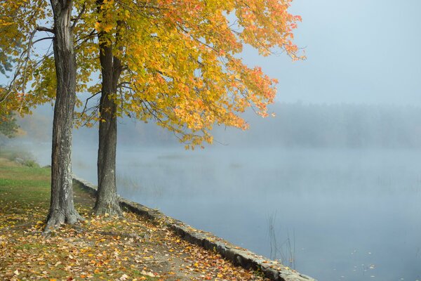 Alberi autunnali vicino all acqua nebbiosa