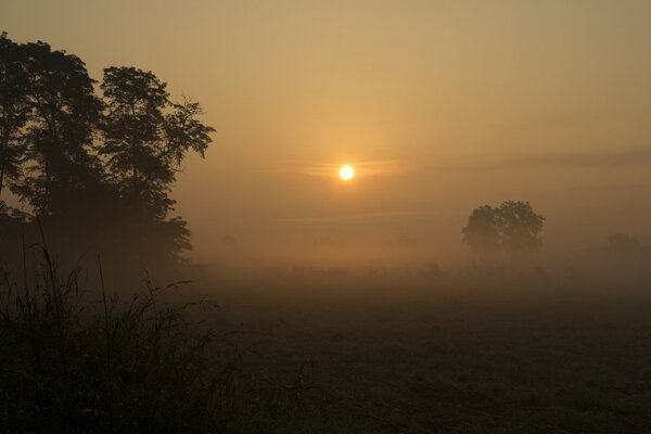 Misty dawn rises above the trees