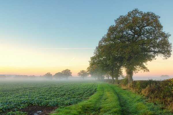 Nebbia mattutina sul campo verde