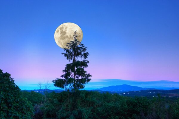 Der Vollmond hängt über dem Baum der Dämmerung