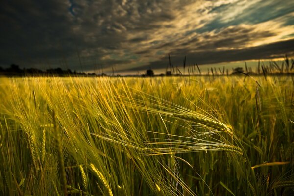 Champ de paysage avec des épis de blé