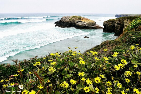 Flowers on the seashore