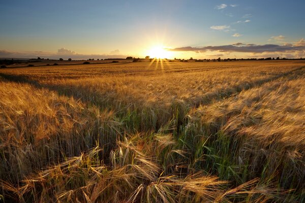 Foto der Sonne unter dem Feld