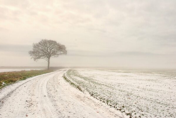 Arbre solitaire dans le champ près de la route d hiver