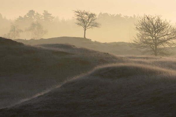 Matin brumeux dans la forêt