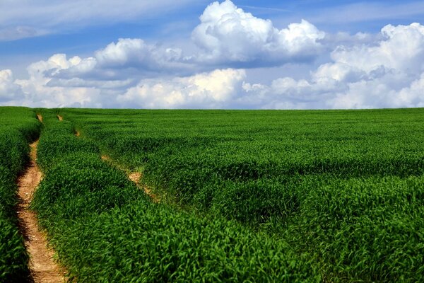 Hermoso paisaje camino en medio del campo