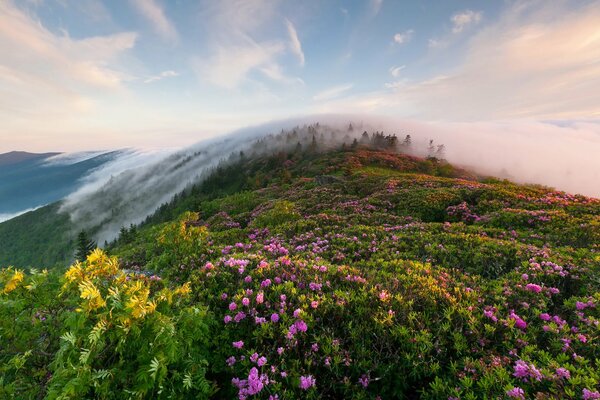 Summer flowers on an elevated hill