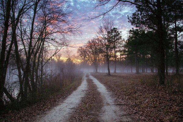 Thick fog in a beautiful forest