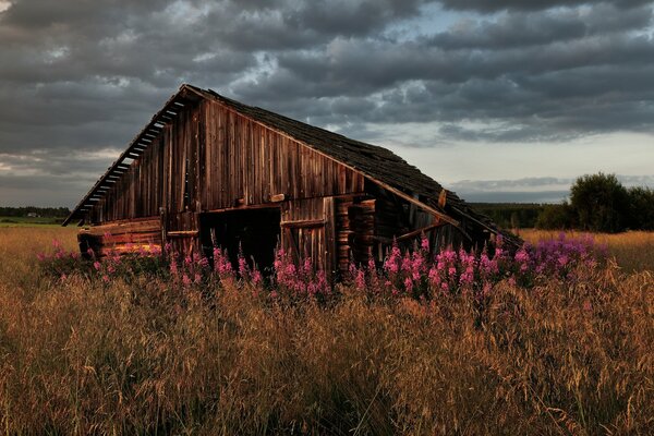 Wooden house wildflowers storm clouds in the sky