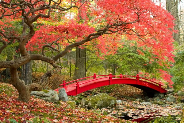 Japanischer Garten im Herbst im Park