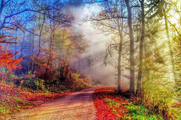 Bosque de hadas en colores brillantes