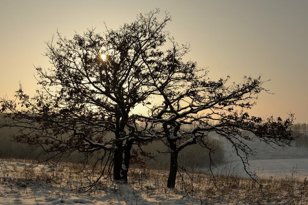 Winter landscape lonely tree