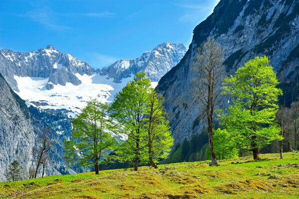 Snow-white mountain peaks framed by green trees