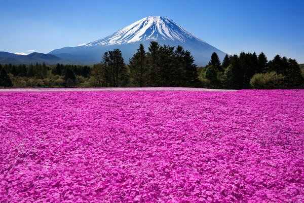 Fiori rosa su sfondo di foresta e Montagna con cielo blu chiaro