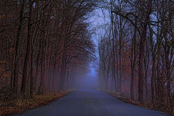 Autumn forest with foggy road