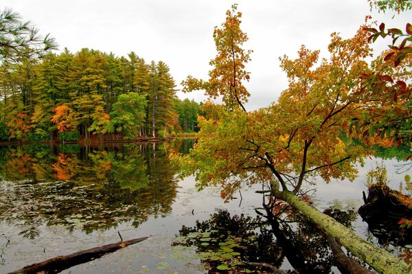 Árboles agua hojas caídas tristeza de Otoño