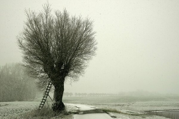 Un árbol con una escalera cerca de él sobre un fondo de invierno