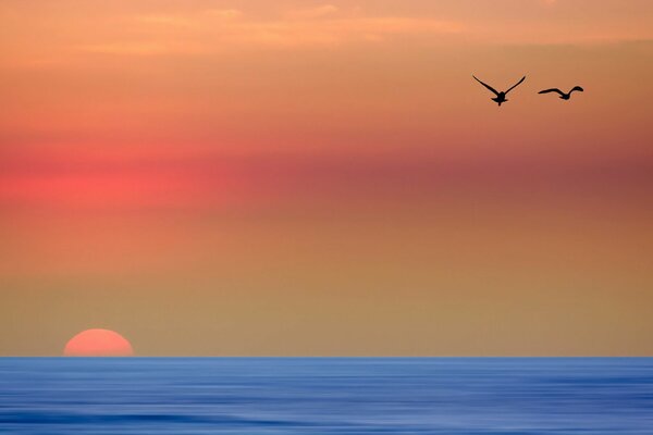 Mar azul, sol de puesta de sol y dos gaviotas solitarias