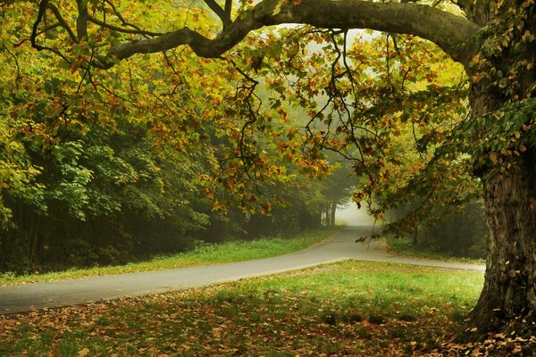 Romantic landscape of an autumn park with a path among the trees