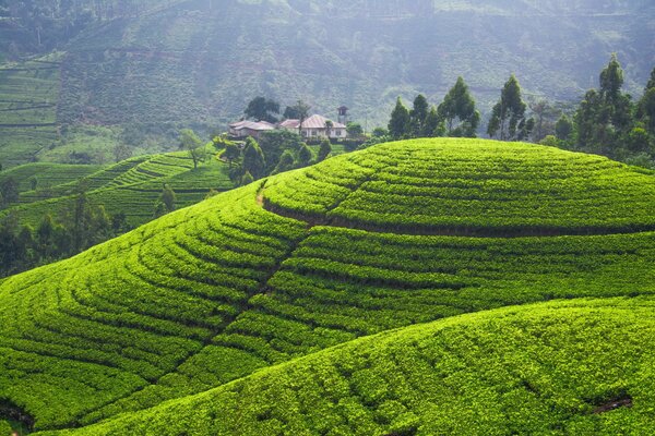 Piantagione di tè sulla collina. Piantagione verde