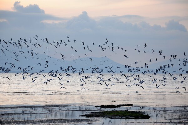 A flock of birds over the bay at dawn